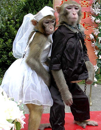 Monkey Romance